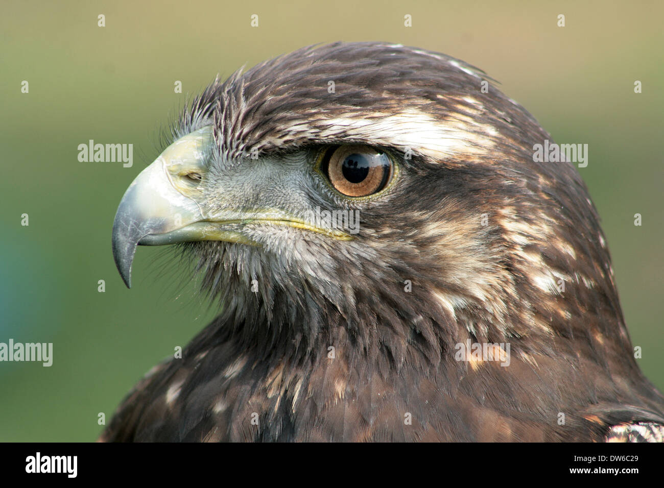 An Harris Hawk in  a bird sanctuary near Otavalo, Ecuador Stock Photo