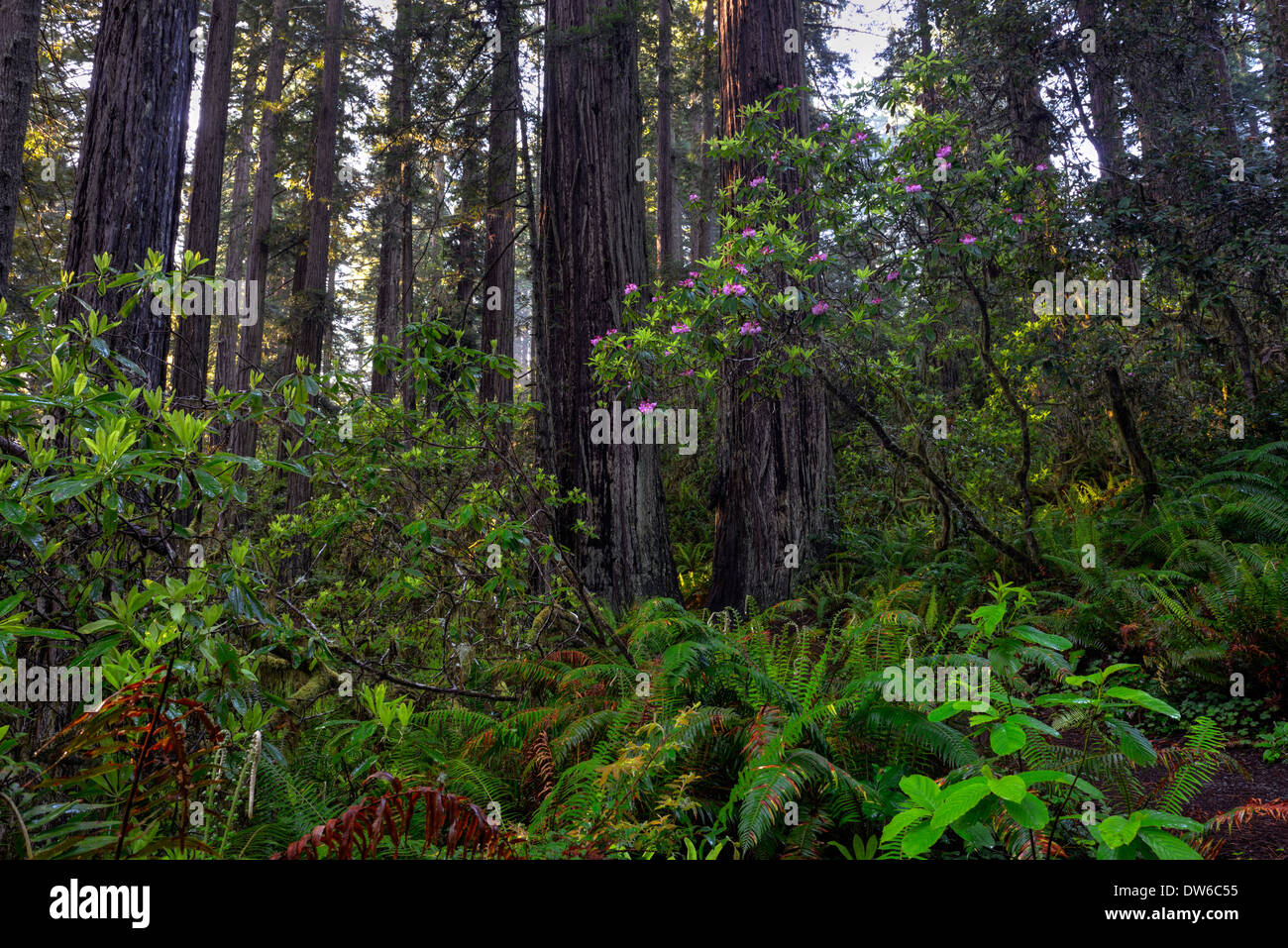 rhododendron flowers rhododendrons flower redwood trunk del norte coastal redwoods forest dense growth flowering Stock Photo