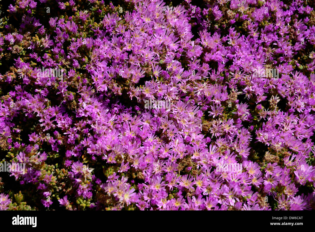 drosanthemum floribundum pink flowers dense groundcover ground cover Showy Dewflower rosea ice Plant Stock Photo