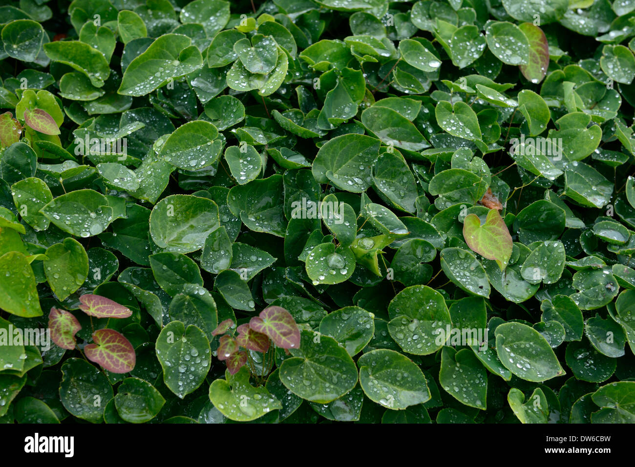 epimedium x versicolour sulphureum syn macranthum youngianum  green leaves foliage barrenwort bishops mitre groundcover Stock Photo