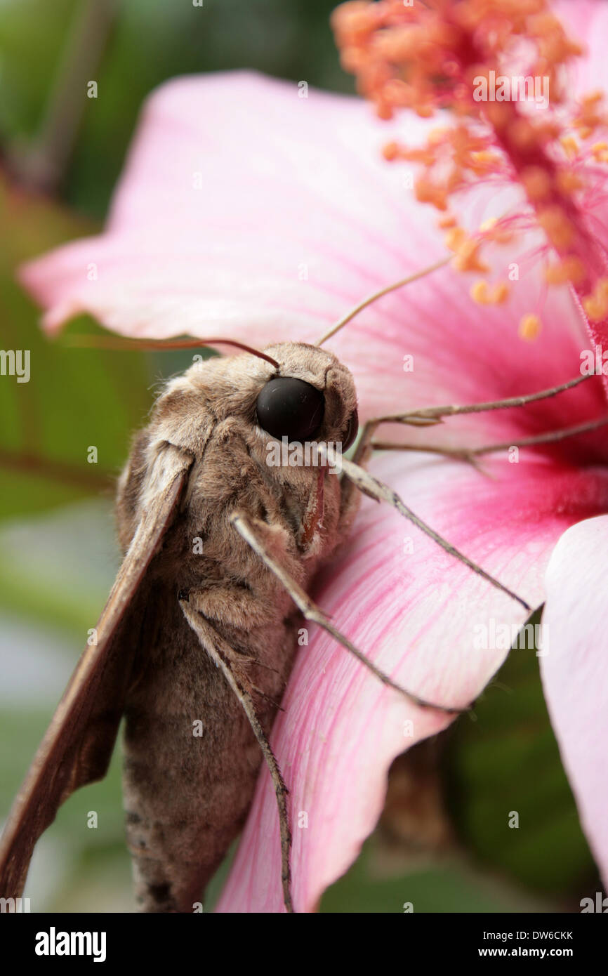 A brown moth clinging to a Hibiscus flower on a tree in Cotacachi, Ecuador Stock Photo