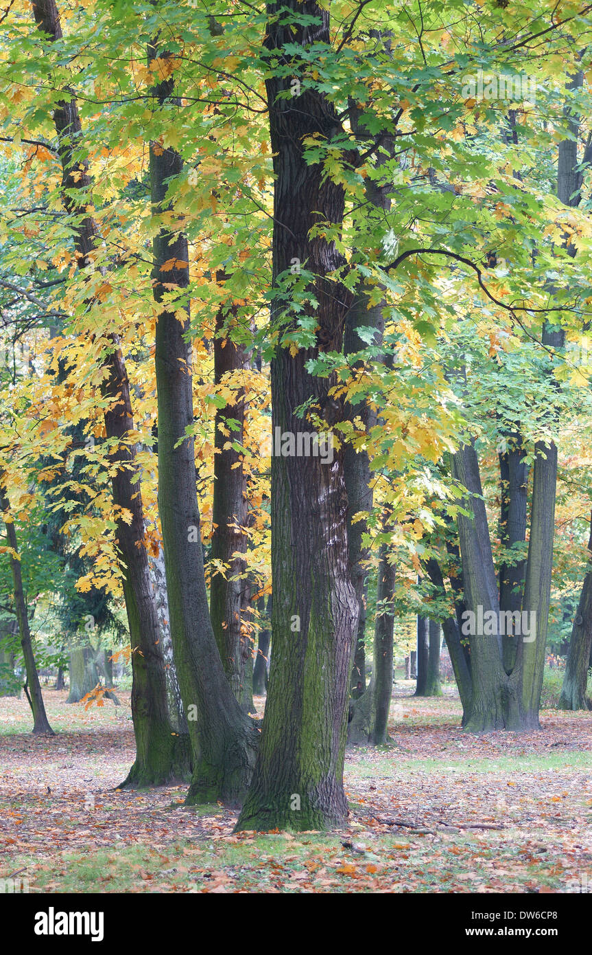 Old red oaks in autumn Quercus rubra Stock Photo