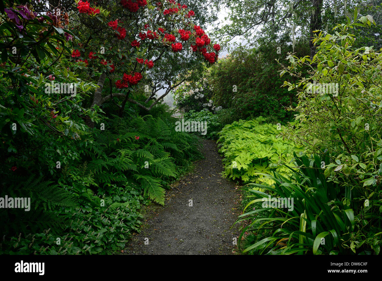 Rhododendron Vulcan Rhododendron Surfwood Pelasites palmatus golden palms  dryopteris dilatata shade garden by the sea mendocino Stock Photo - Alamy