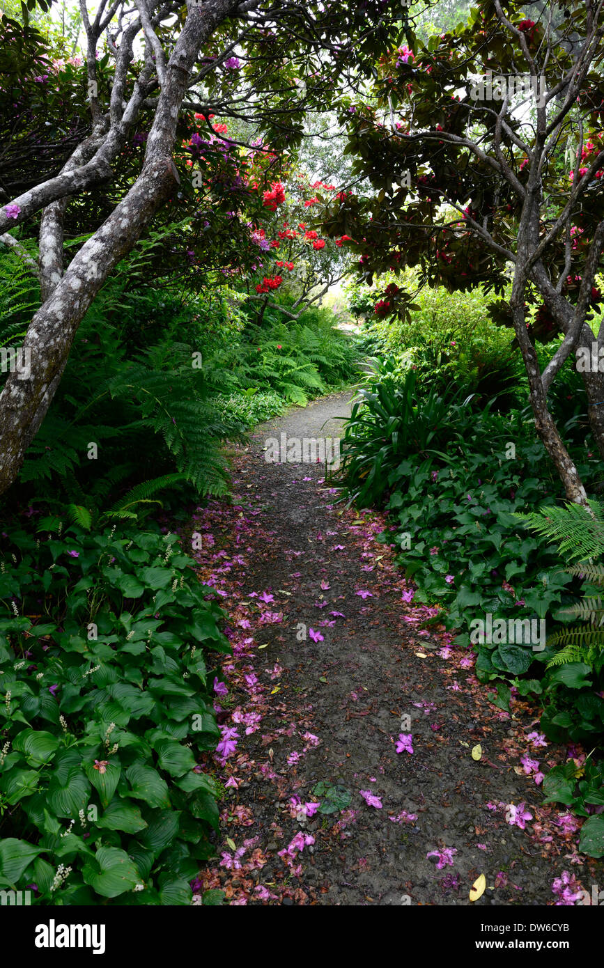 Rhododendron Vulcan dryopteris dilatata maianthemum dilatatum Gardens by the Sea Mendocino botanical gardens Fort bragg Stock Photo