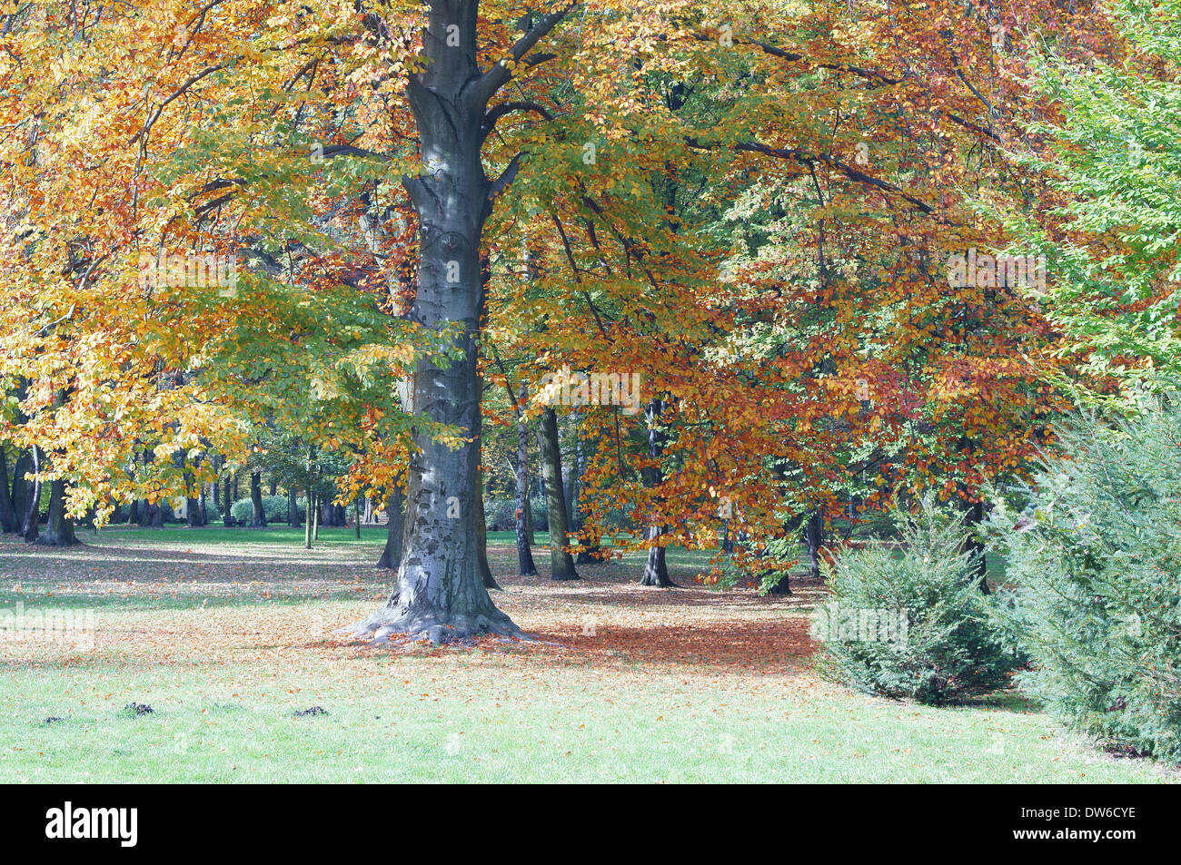 Beech tree  colorful autumn foliage Fagus sylvatica Stock Photo