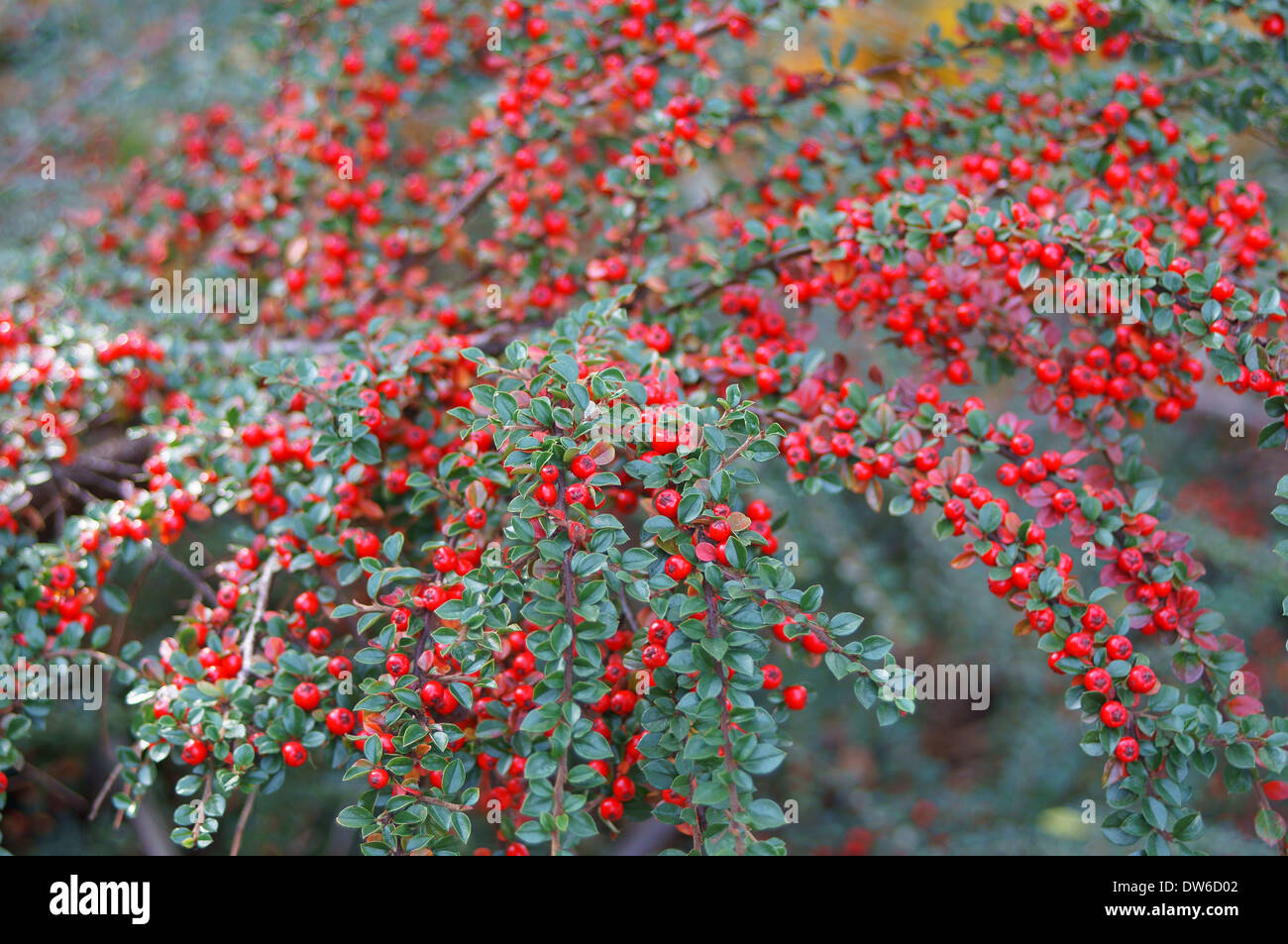 Cotoneaster rich red autumn berries Stock Photo