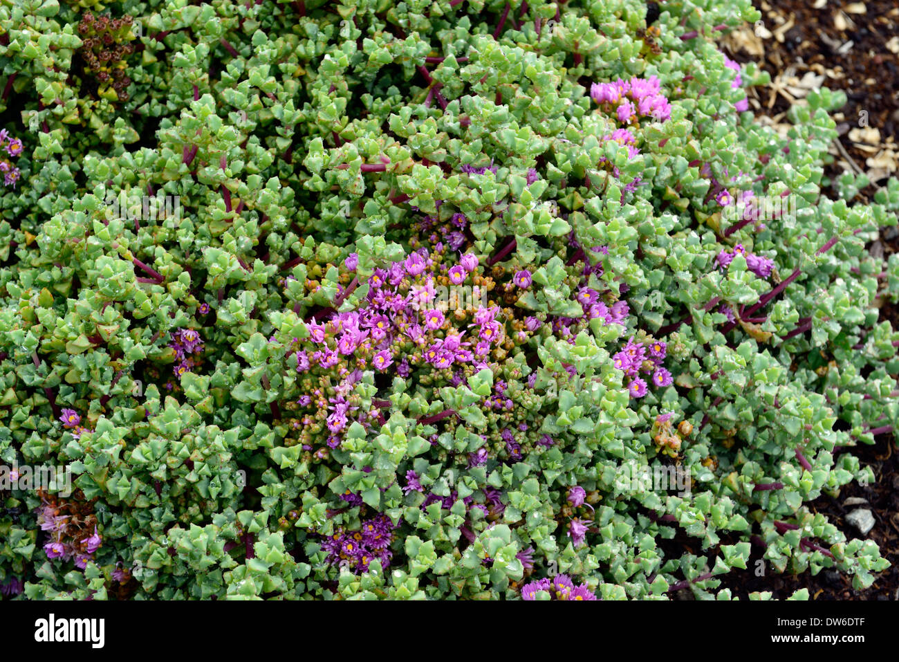 Oscularia deltoides syn Lampranthus deltoides Dassievygie Sandseenvygie flowering succulent plant south african flowering Stock Photo
