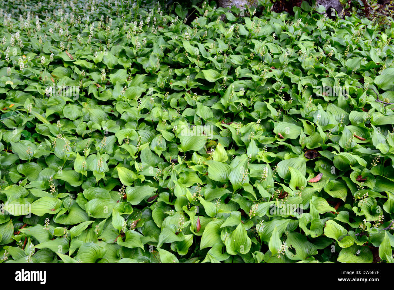 maianthemum dilatatum carpet dense growth groundcover ground cover ...