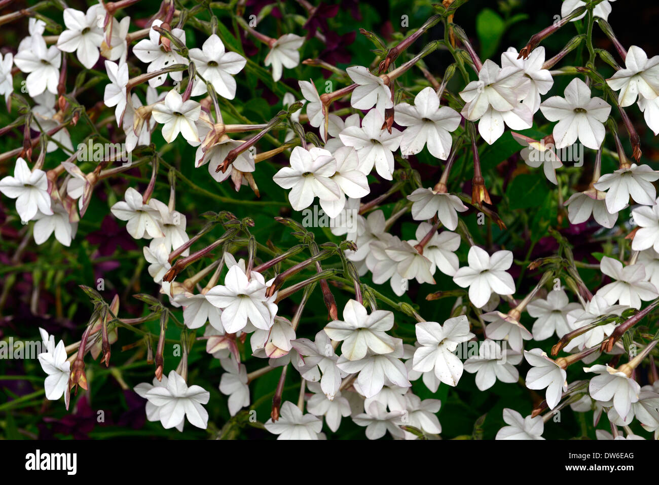 nicotiana alata tobacco plant white flower flowers flowering annual annuals  bedding plants Stock Photo
