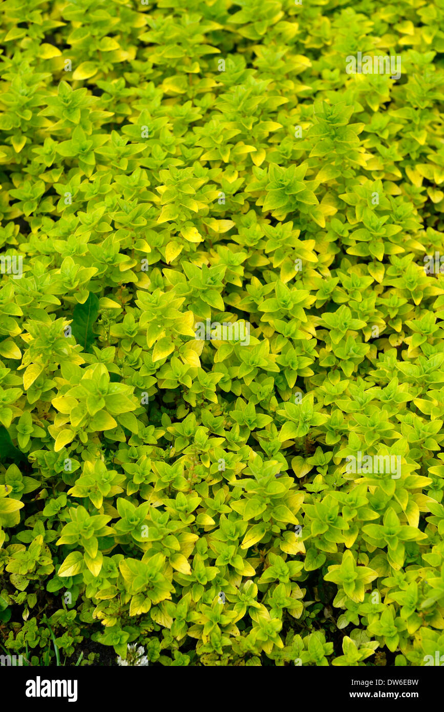 origanum vulgare aureum golden green leaves foliage herbs culinary edible majoram aromatic scented fragrant Stock Photo