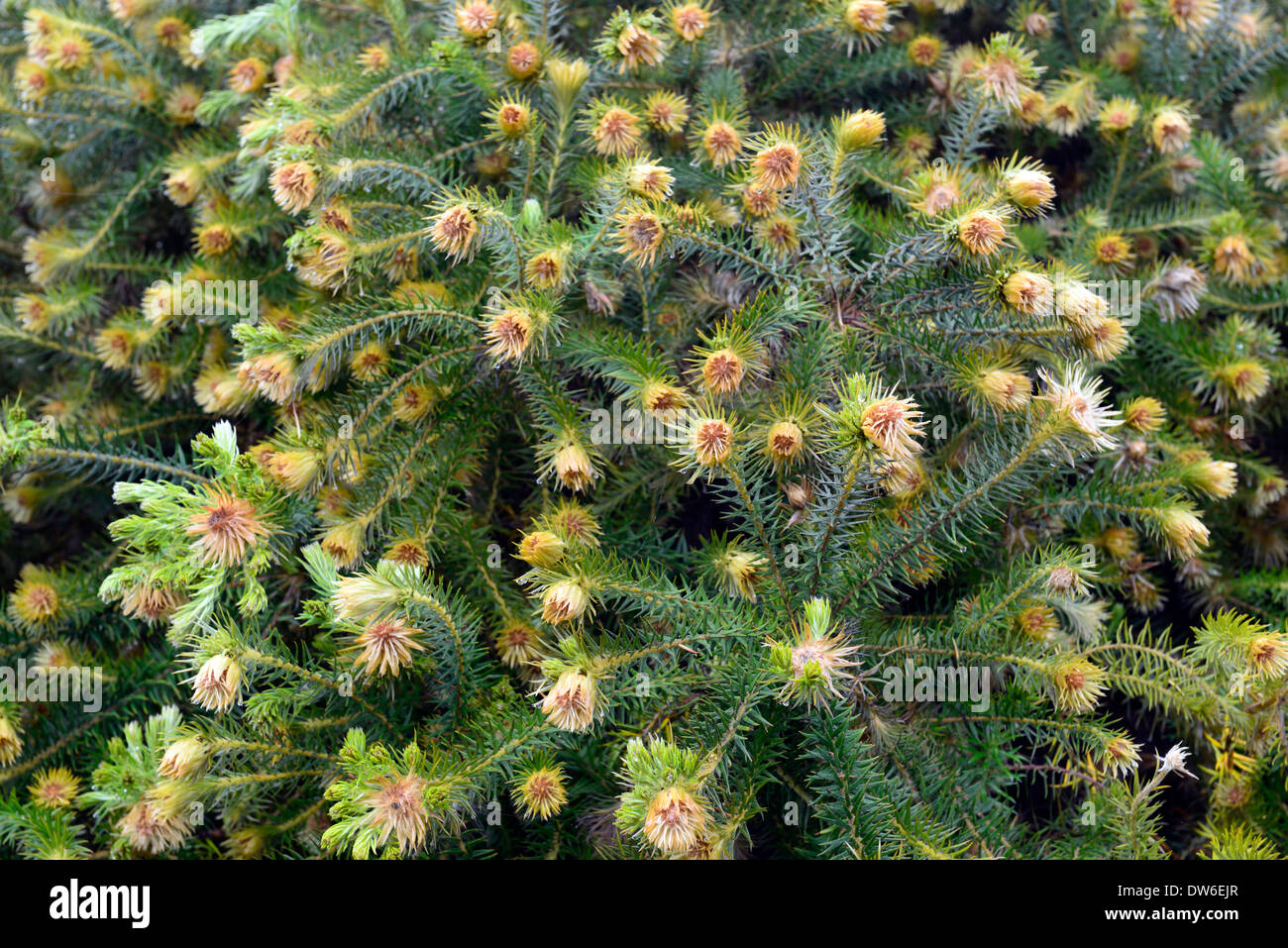 phylica plumosa Cape Myrtle small dense evergreen shrub yellow flowers flower flowering bracts bract Stock Photo