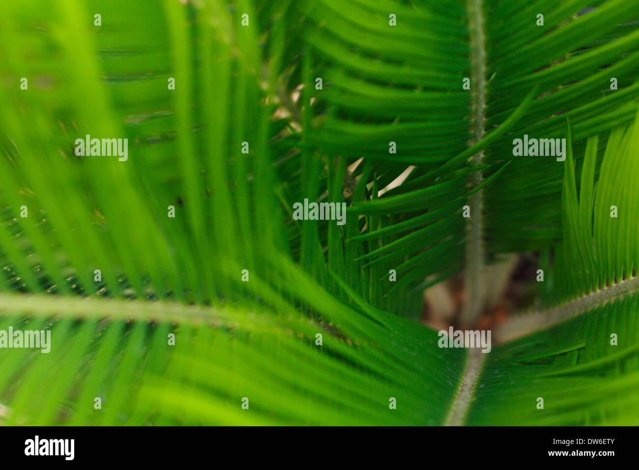 A closeup of a palm tree. Stock Photo