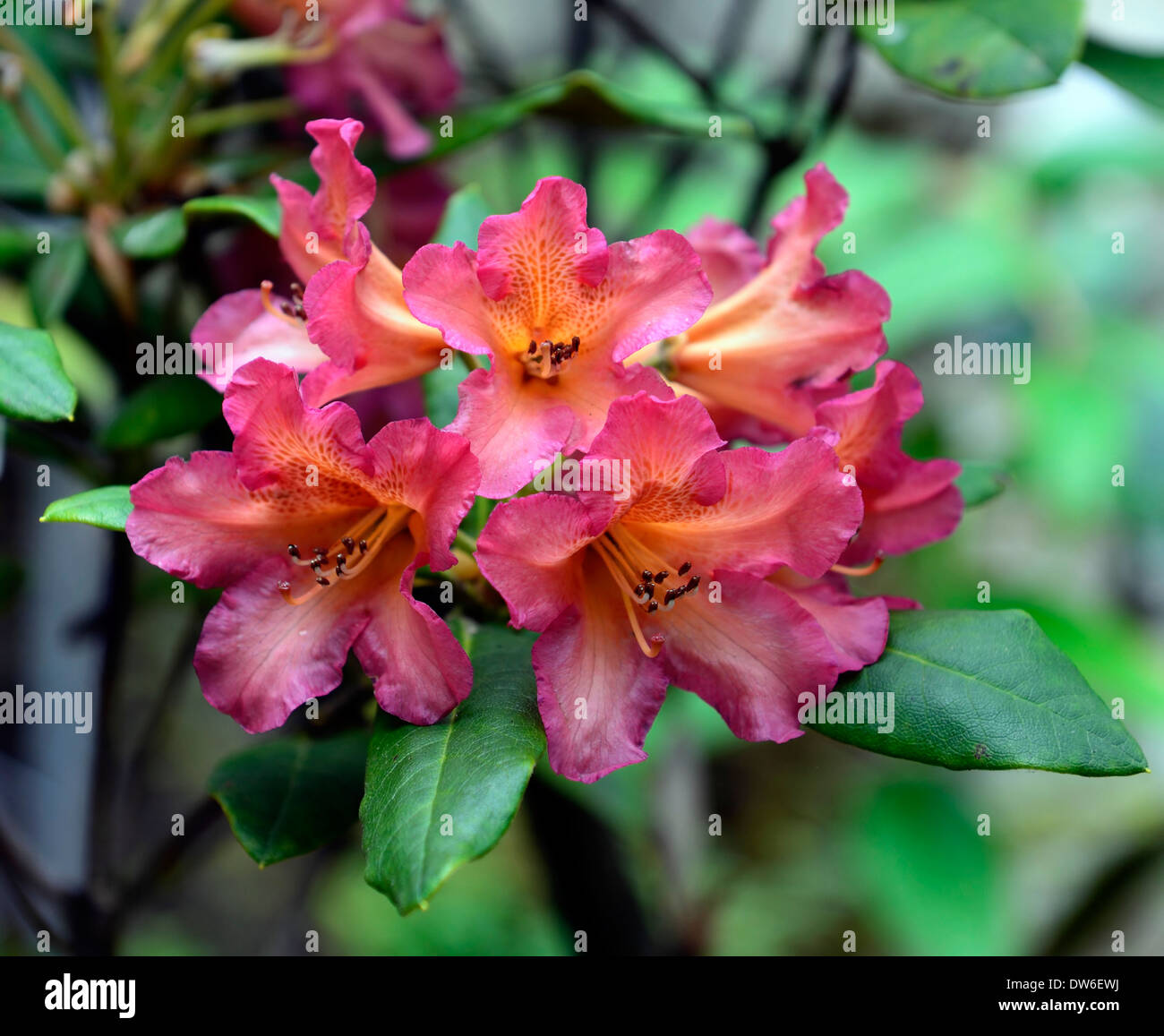 rhododendron dichroanthum scyphocalyx pink orange flowers flower flowering evergreen green leaves foliage tree trees Stock Photo