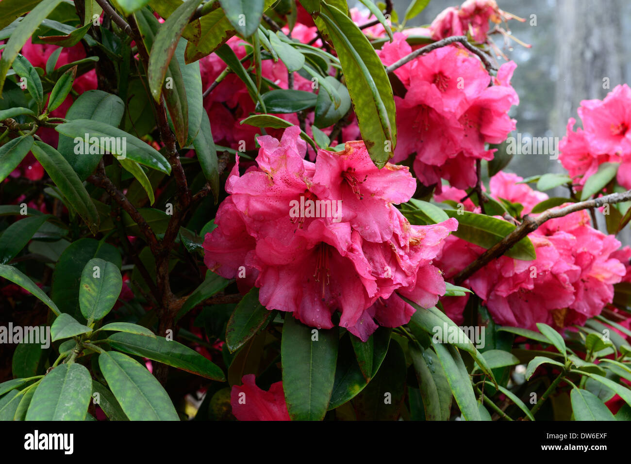 rhododendron fort bragg glow red pink flowers flower flowering evergreen green leaves foliage tree trees Stock Photo