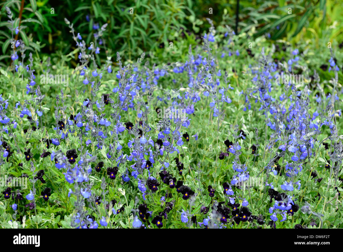 salvia chamaedryoides viola comuta blue black flower flowers plan