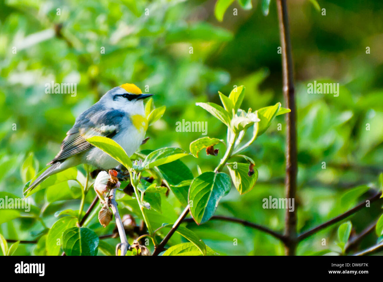 Hybrid animal hi-res stock photography and images - Alamy
