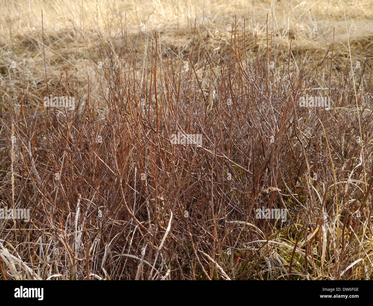 Bog bilberry shrubs without leaves in spring Stock Photo