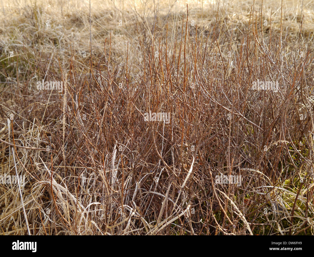 Bog bilberry shrubs without leaves in spring Stock Photo