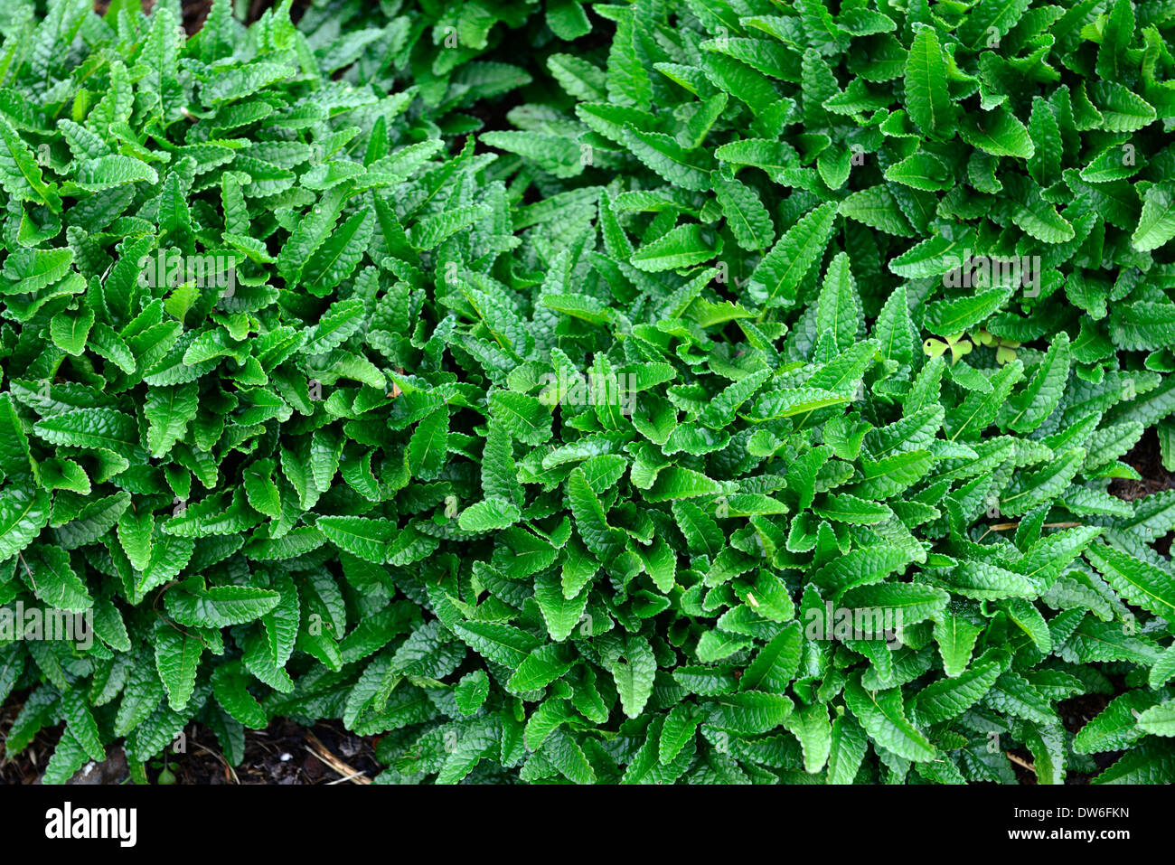 stachys macrantha green leaves foliage perennial plant herbaceous Stock Photo