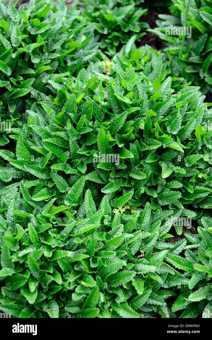 stachys macrantha green leaves foliage perennial plant herbaceous Stock Photo
