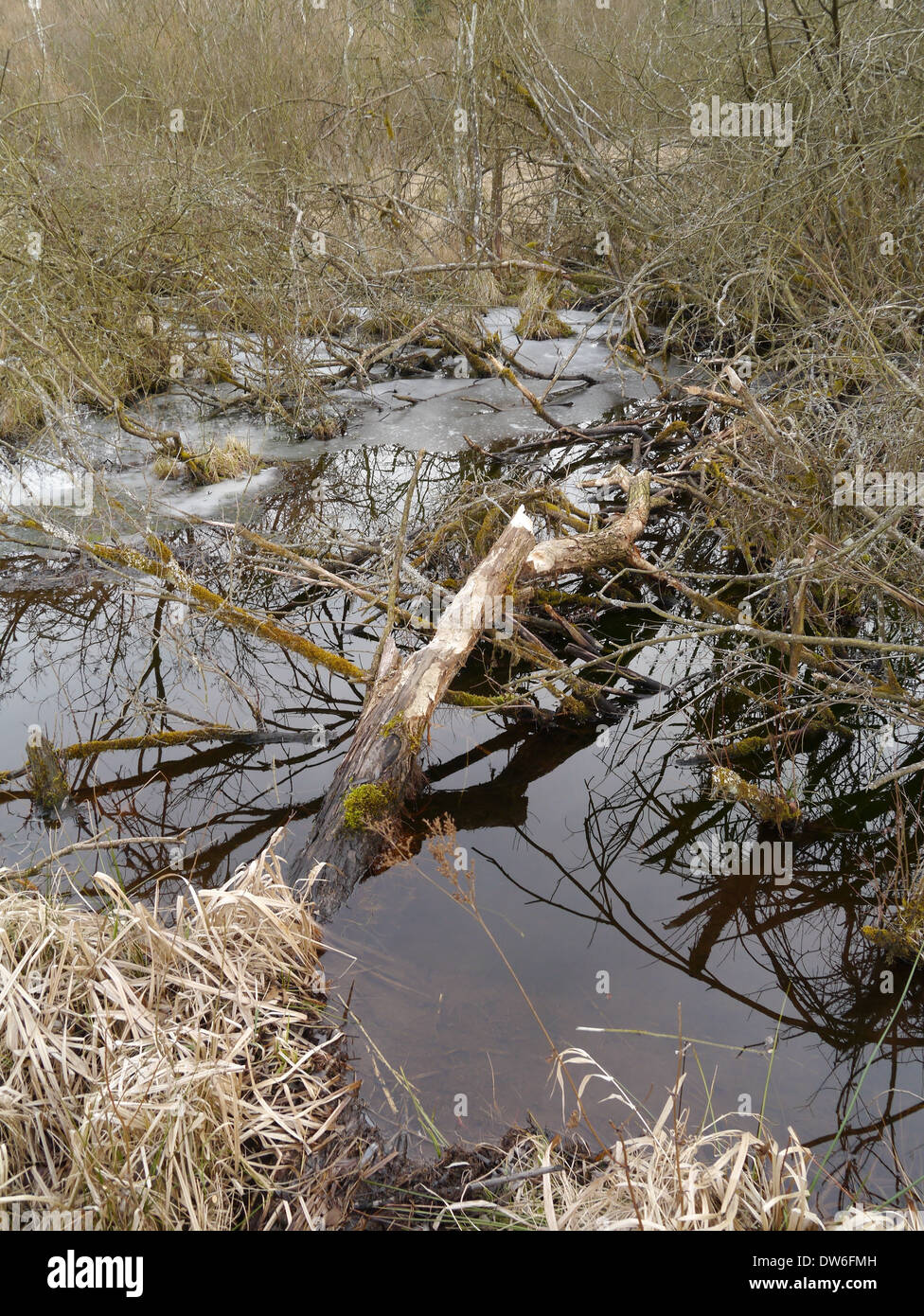 Frozen beaver pond with felled willow shrub Stock Photo