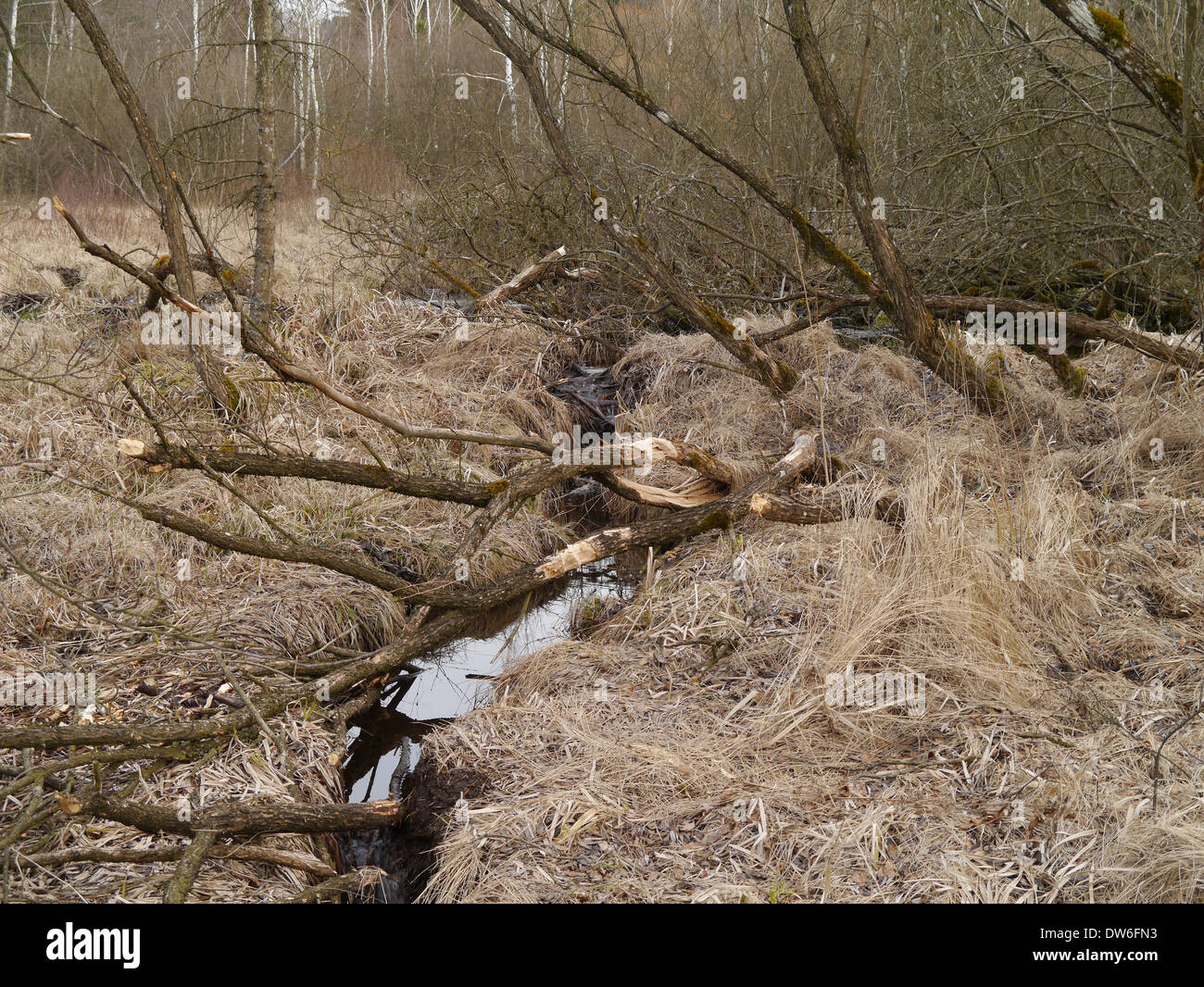 Beaver cut on a willow tree in a high moor Stock Photo