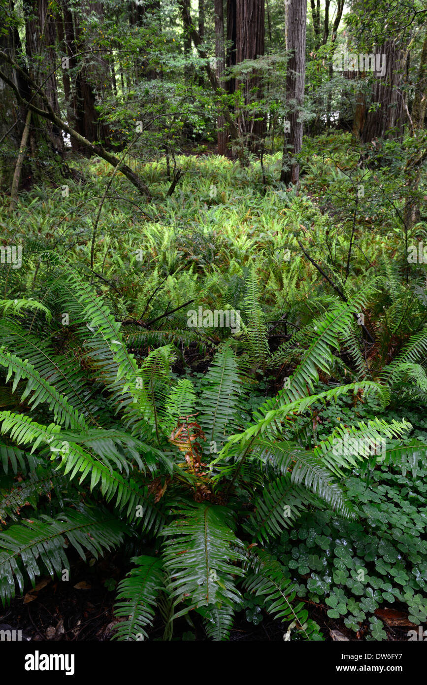Undergrowth forest floor Del Norte Coast Redwood State Park sword fern polystichum munitum oxalis oregana coastal redwoods Stock Photo