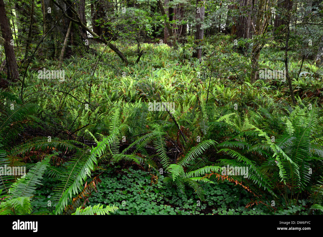 Undergrowth forest floor Del Norte Coast Redwood State Park sword fern polystichum munitum oxalis oregana coastal redwoods Stock Photo