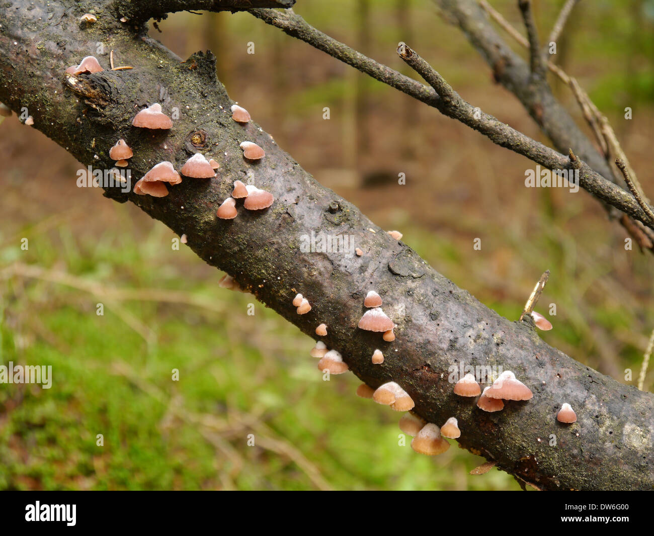 rosa mushrooms on a tree Stock Photo