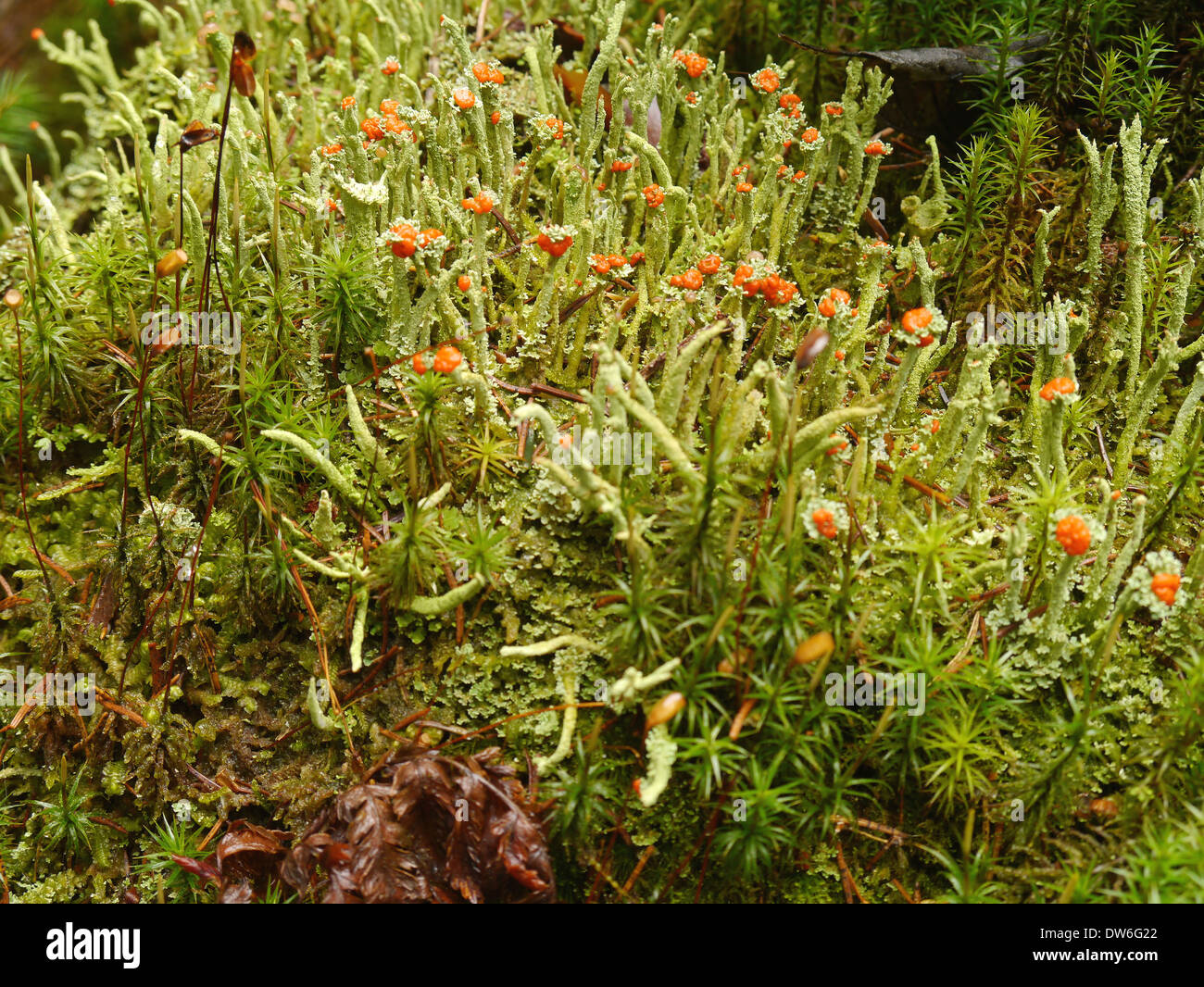 cup lichen species from Cladonia with moss Stock Photo