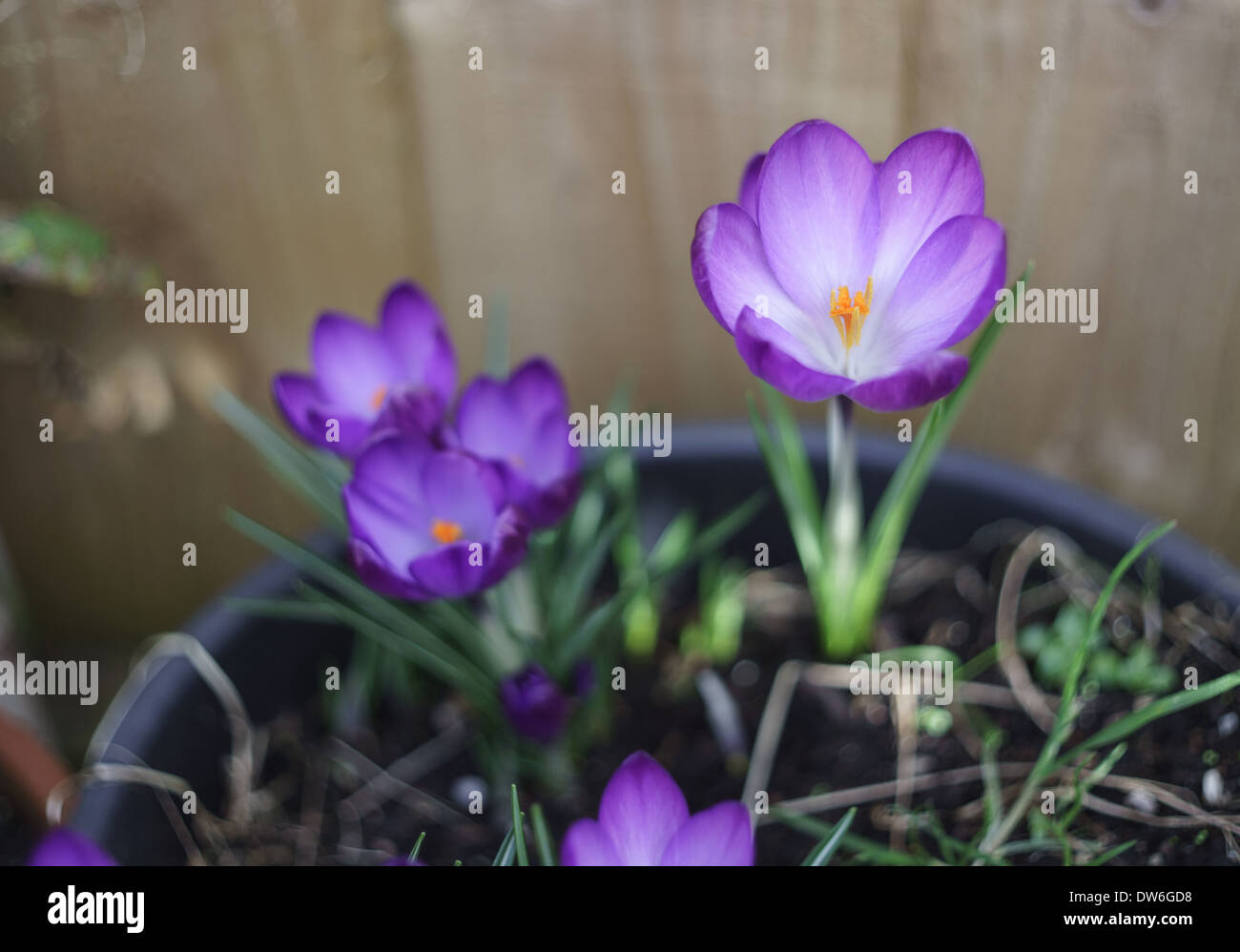 Purple crocus first spring hi-res stock photography and images - Alamy