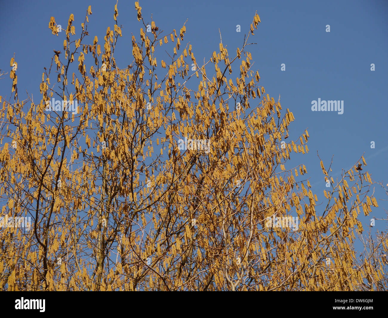 Hazelnut tree with catkins Stock Photo Alamy