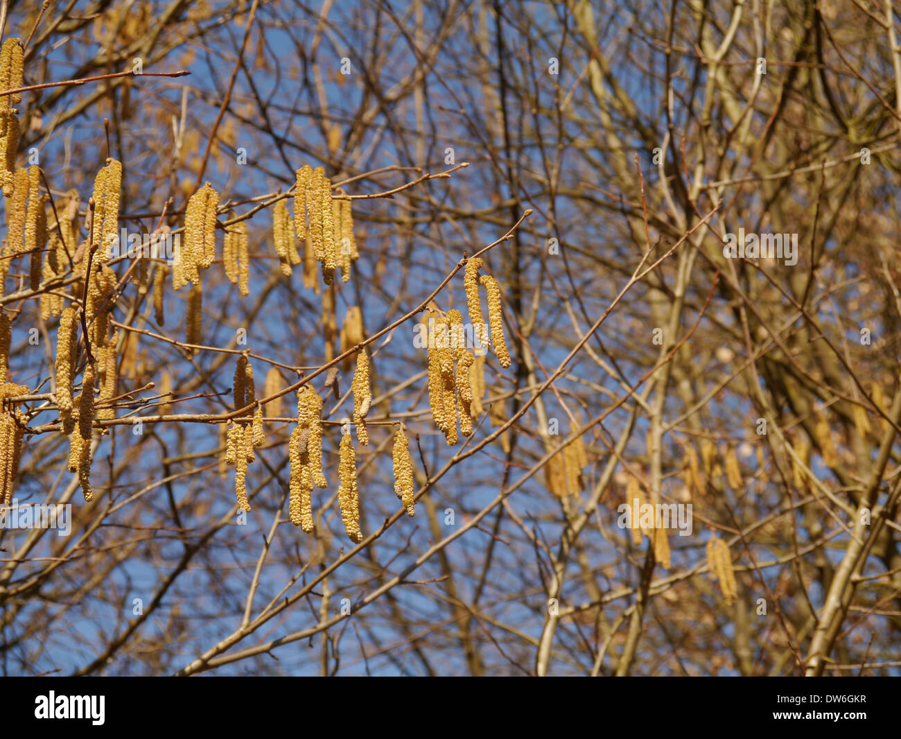 Hazelnut tree with catkins Stock Photo Alamy