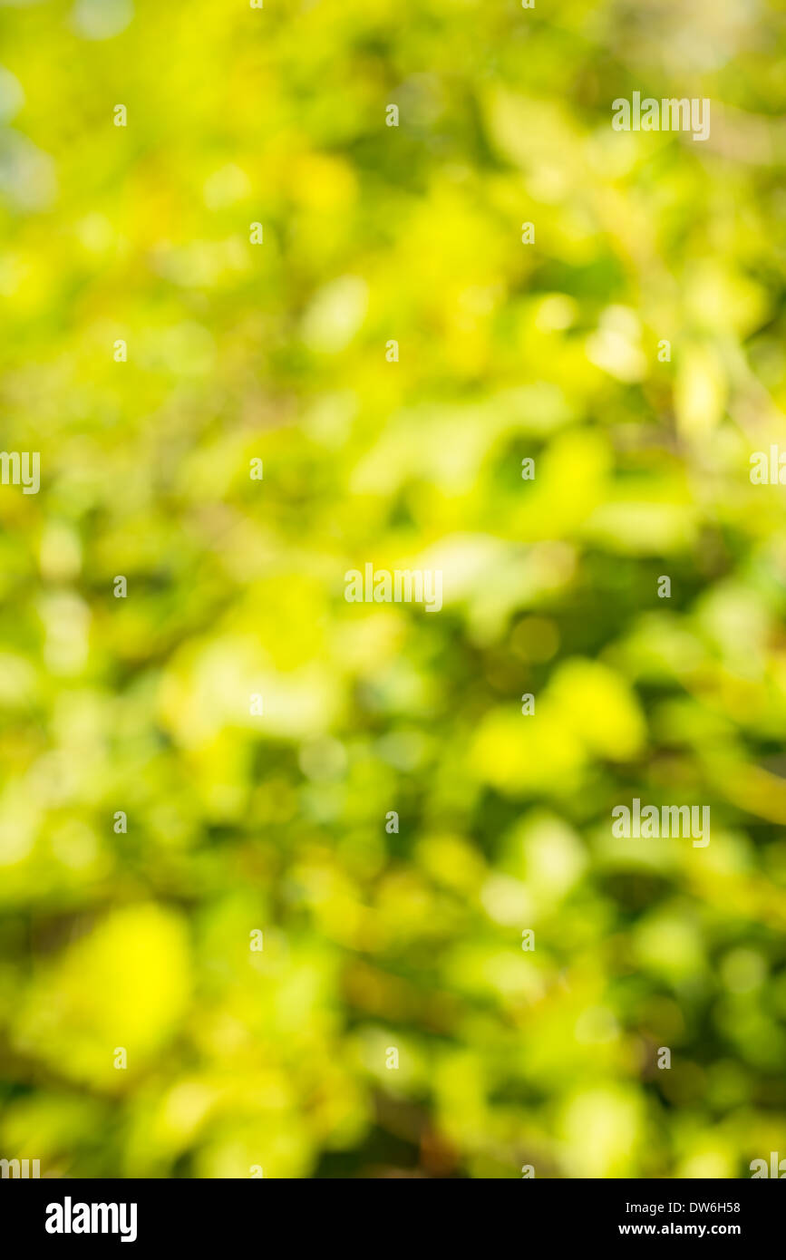 Natural green blurred background, bokeh effect Stock Photo