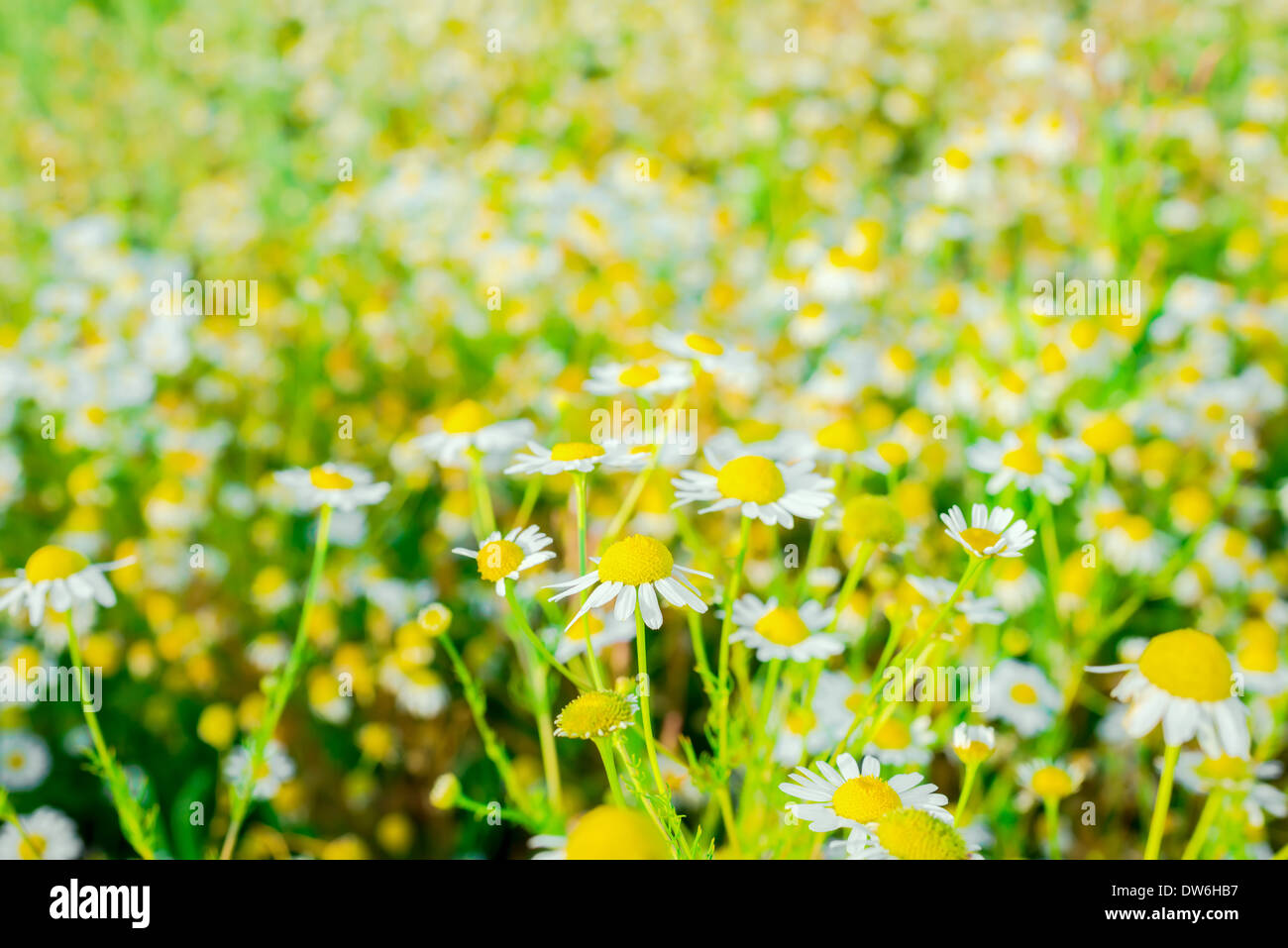 blooming fresh field of daisy flowers, background Stock Photo