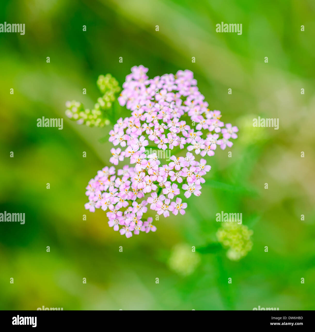 Milfoil herbal medicine, Yarrow (Achillea millefolium L.), green blurred background Stock Photo