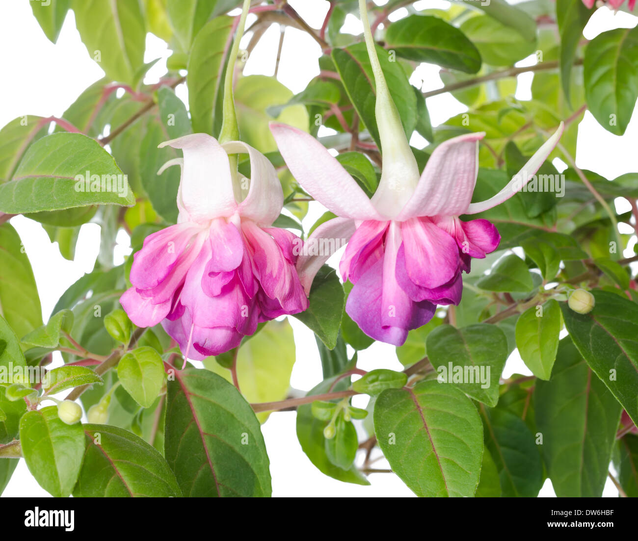 Blooming  branch of fuchsia flower is isolated on white background, `Philippe` Stock Photo