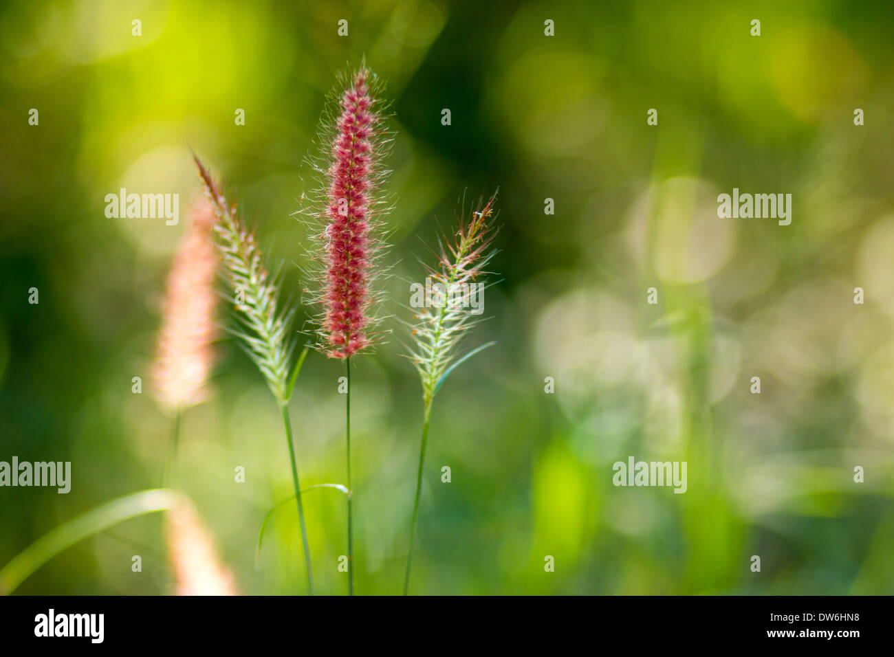 Fountain Grasses High Resolution Stock Photography and Images - Alamy