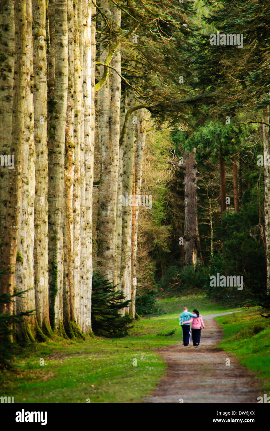 Couple walk through woods Stock Photo