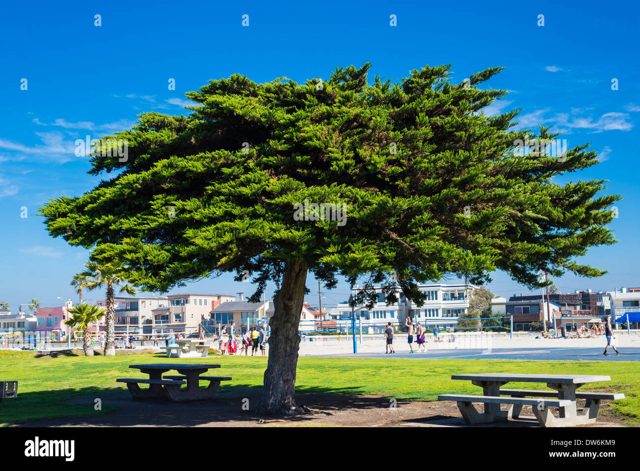 South Mission Beach Park. San Diego, California, United States. Stock Photo