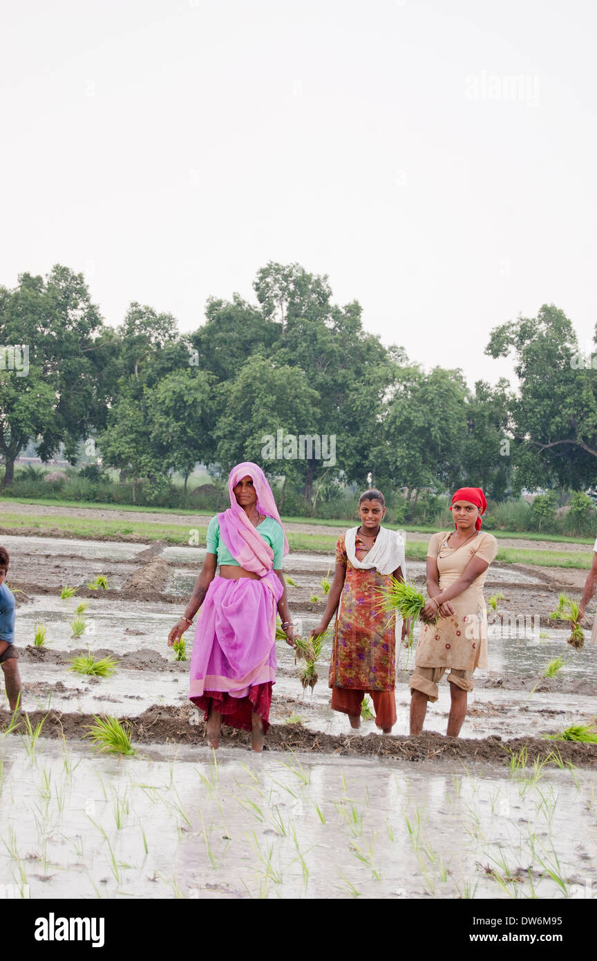 Indian Farmer working in field with worker Stock Photo