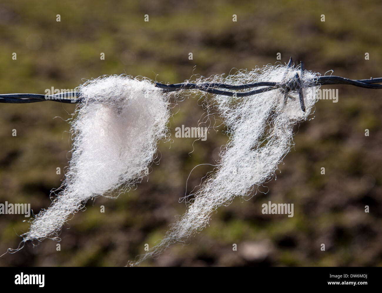 Sheep wool caught on barbed wire on Ragdon Lane, Church Stretton, Shropshire Stock Photo