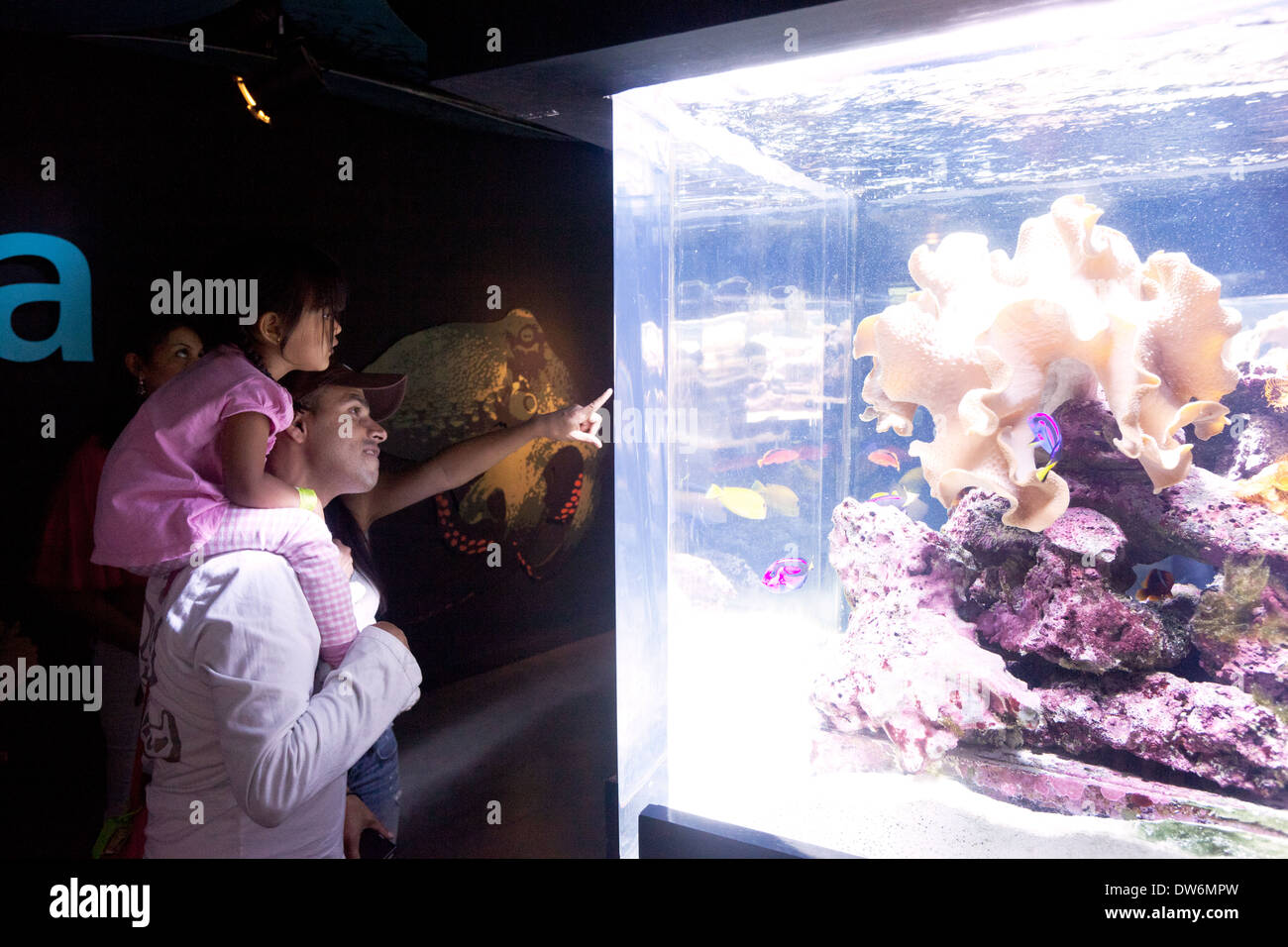Colombia Medellin Man with girl on shoulders looking at fish in aquarium at Parque Explora Stock Photo