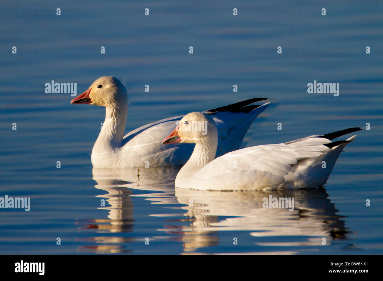 Snow geese in the Sacramento National Wildlife Refuge in the Sacramento