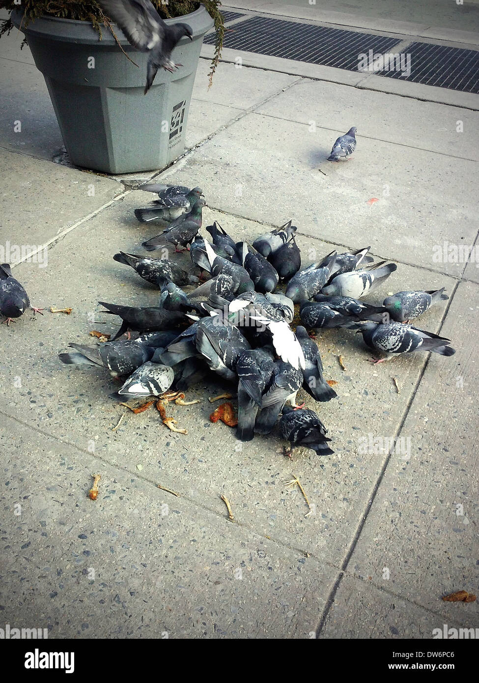 Pigeons eat food left for them on a sidewalk in New York on Thursday, February 27, 2014. (© Richard B. Levine) Stock Photo