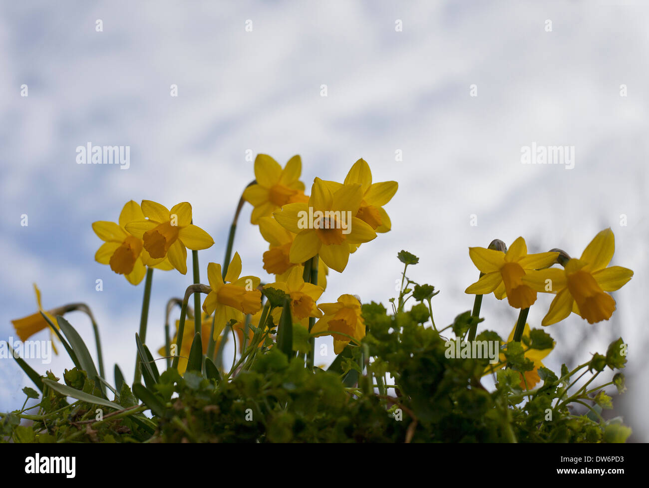 daffodil flowers with sky behind Stock Photo