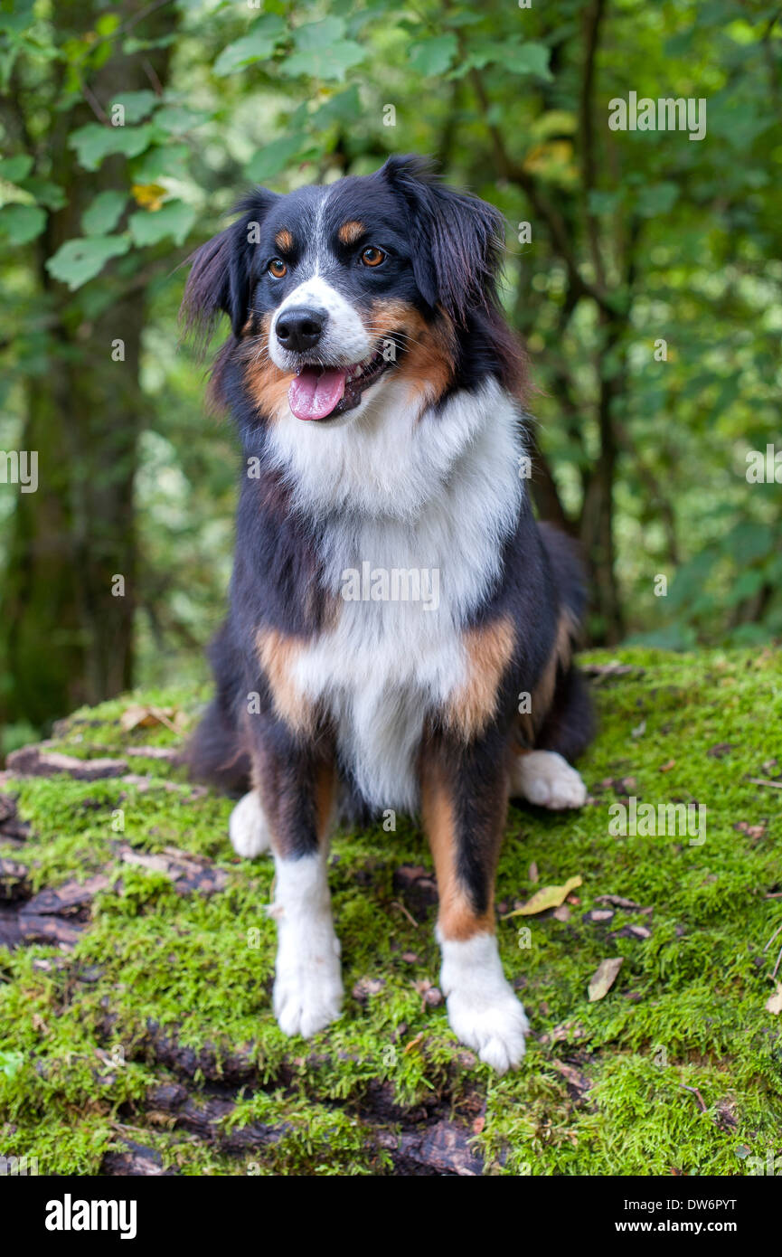 A border collie sitting on a mossy bank in a wood. Stock Photo