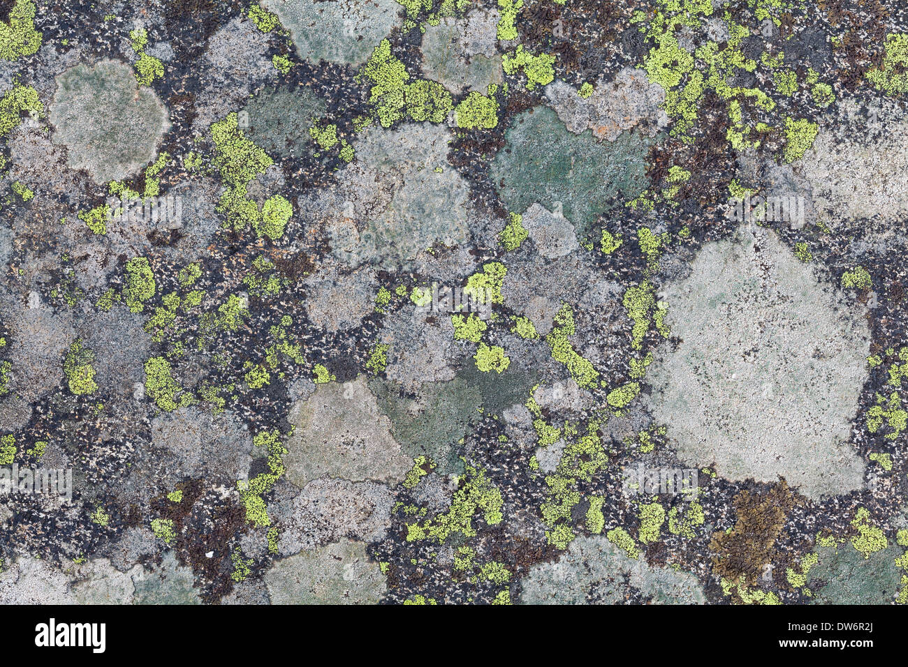 Lichen textures Stock Photo