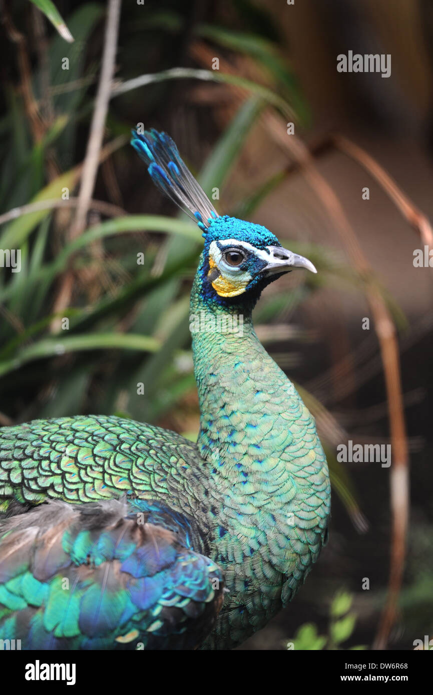 A close up shot of a Peacock Stock Photo - Alamy