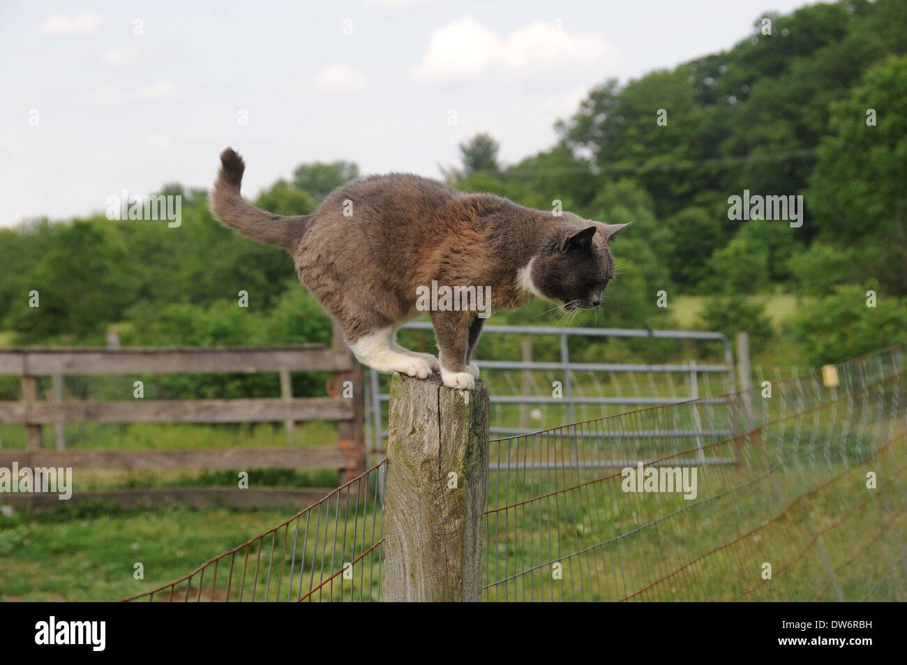 Barn Cat Balancing on a Post Outside on a Farm Stock Photo - Alamy
